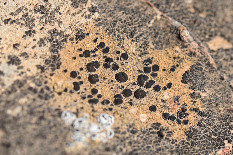 Rockloving Lecidea Lichen photo 4
