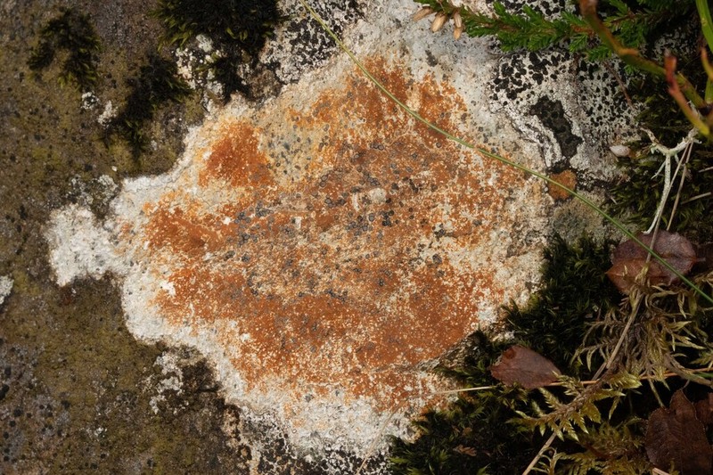 Rockloving Lecidea Lichen photo 5