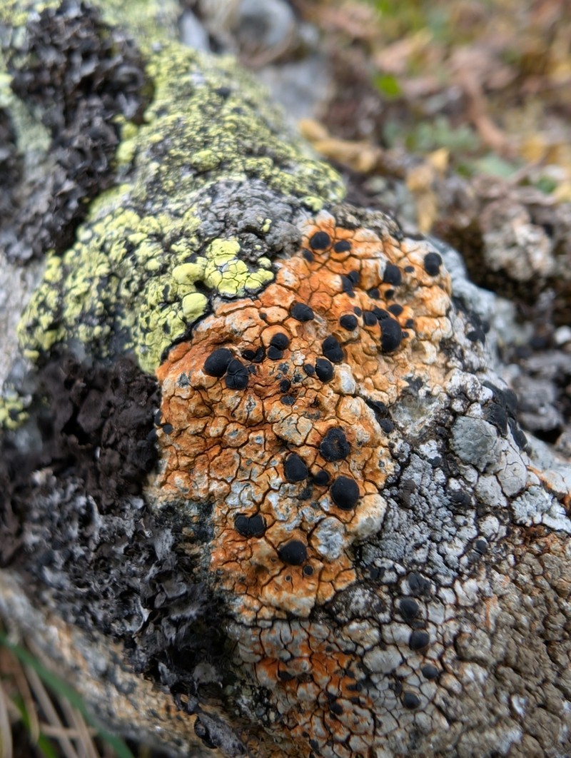 Rockloving Lecidea Lichen photo 6