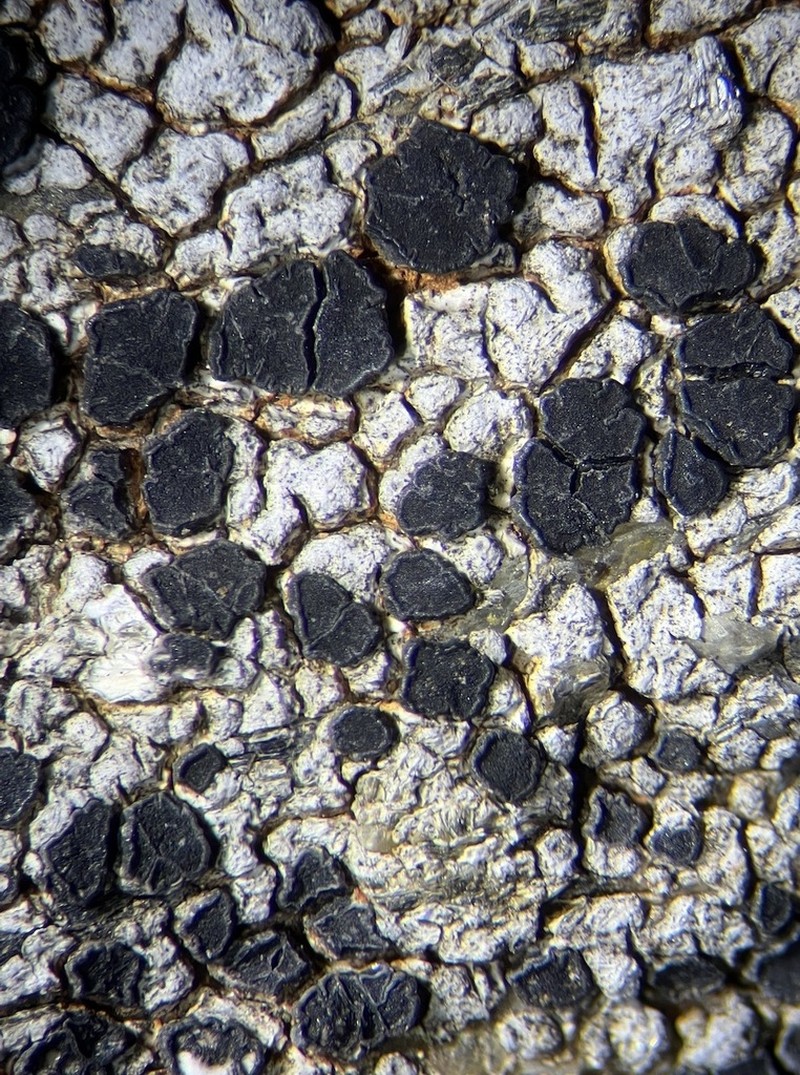Rockloving Lecidea Lichen photo 7