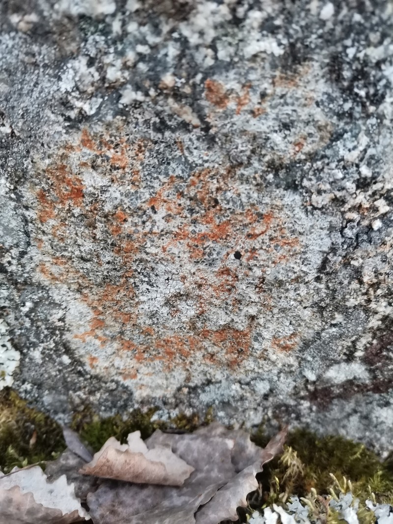 Rockloving Lecidea Lichen photo 8