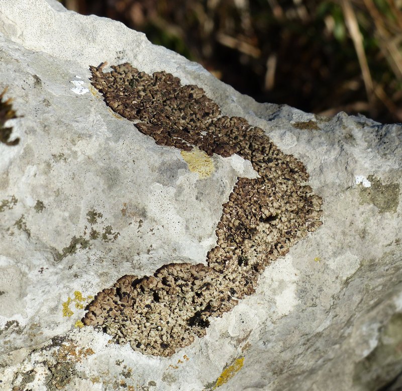 Lecidea Lichen