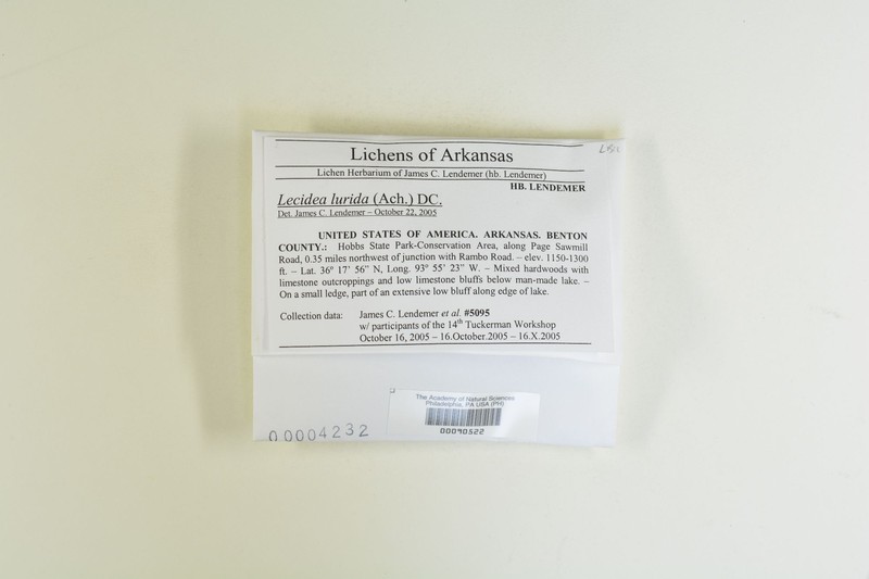 Lecidea Lichen