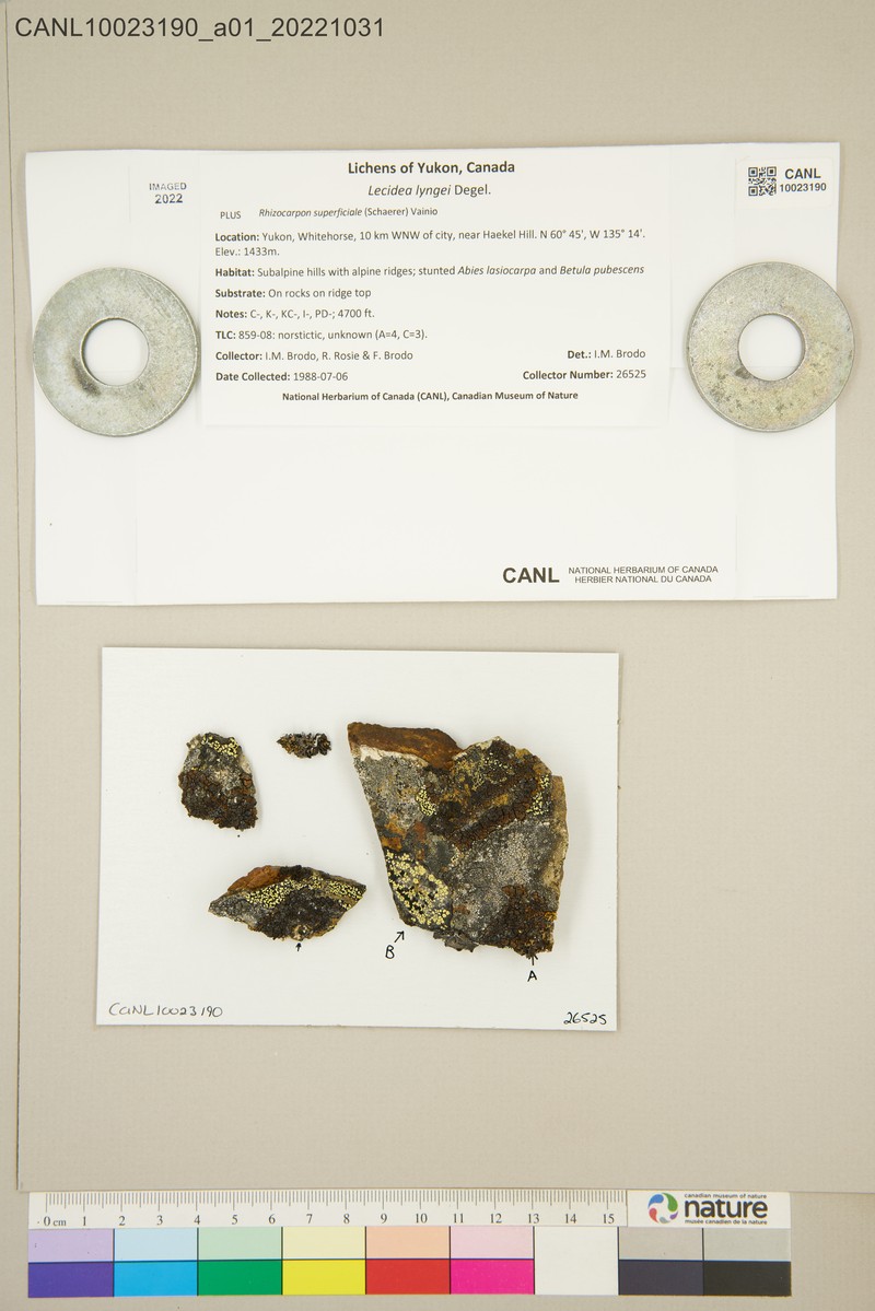 Lynge's Lecidea Lichen