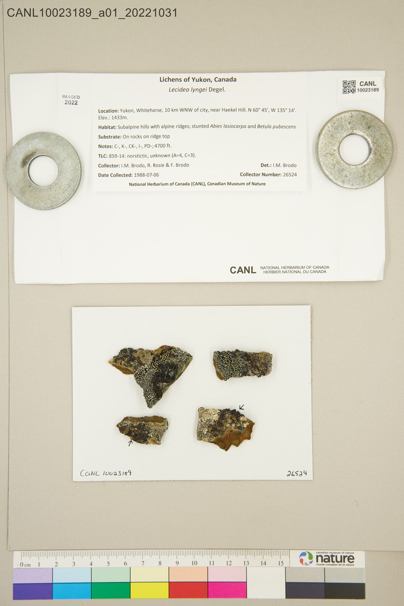 Lynge's Lecidea Lichen photo 2