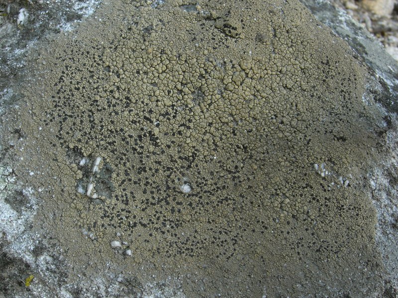 Mann's Lecidea Lichen