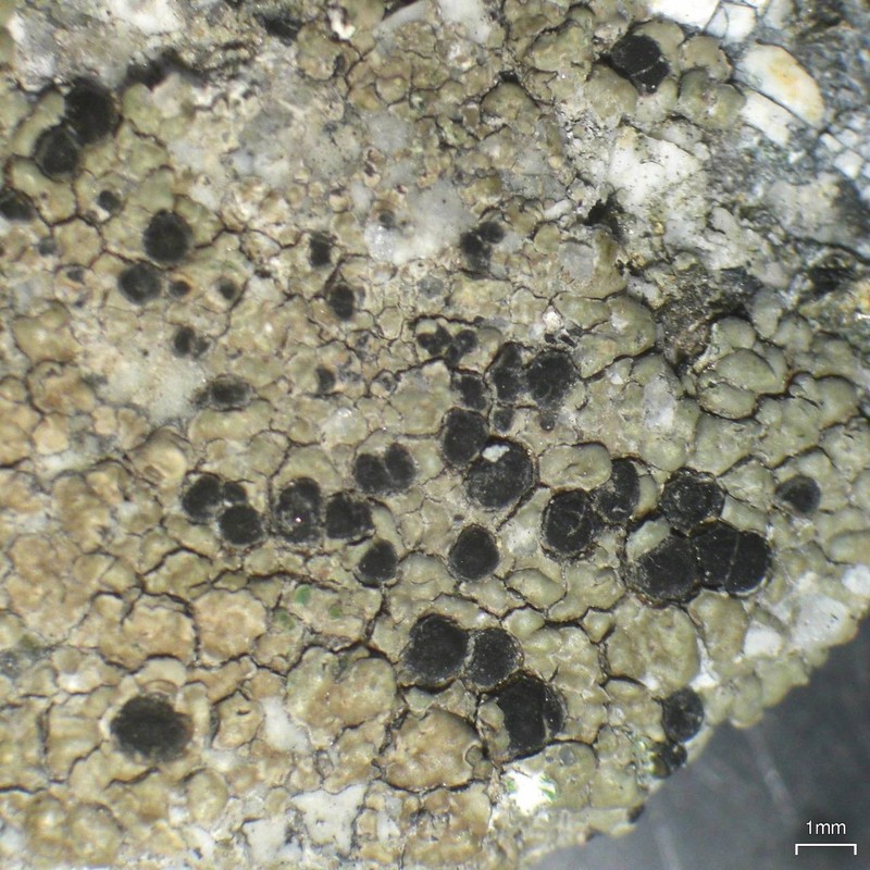 Mann's Lecidea Lichen