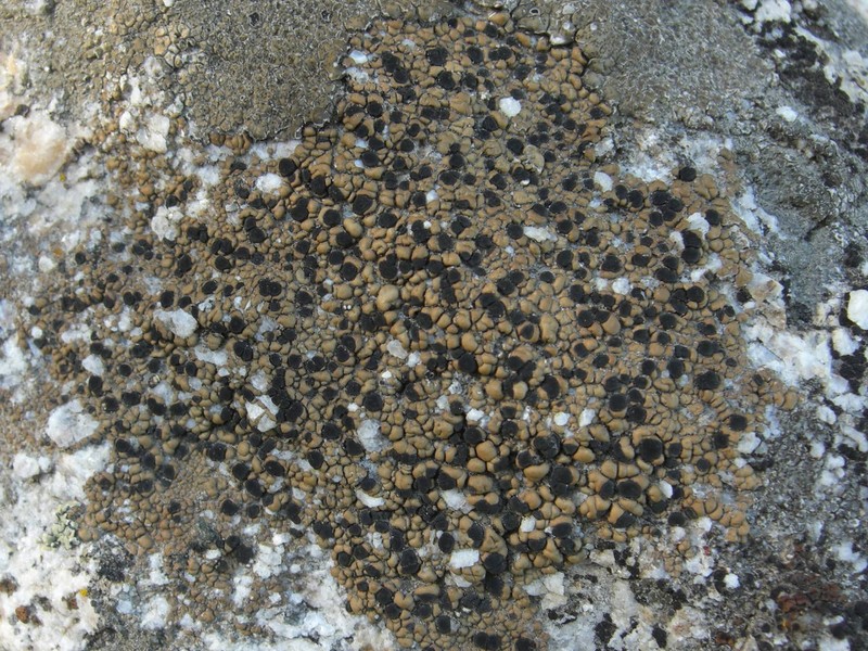 Mann's Lecidea Lichen photo 2