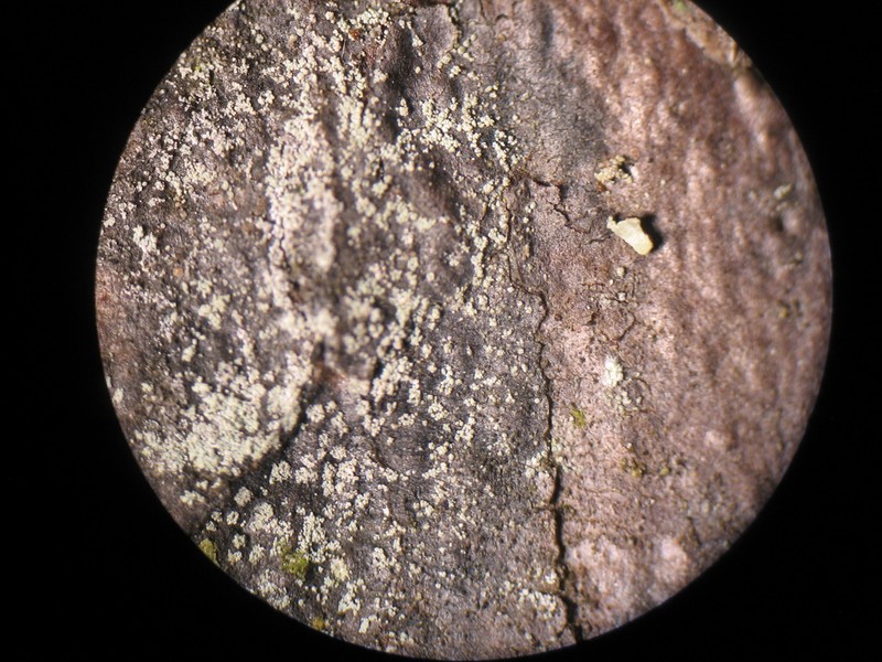 Nylander's Lecidea Lichen