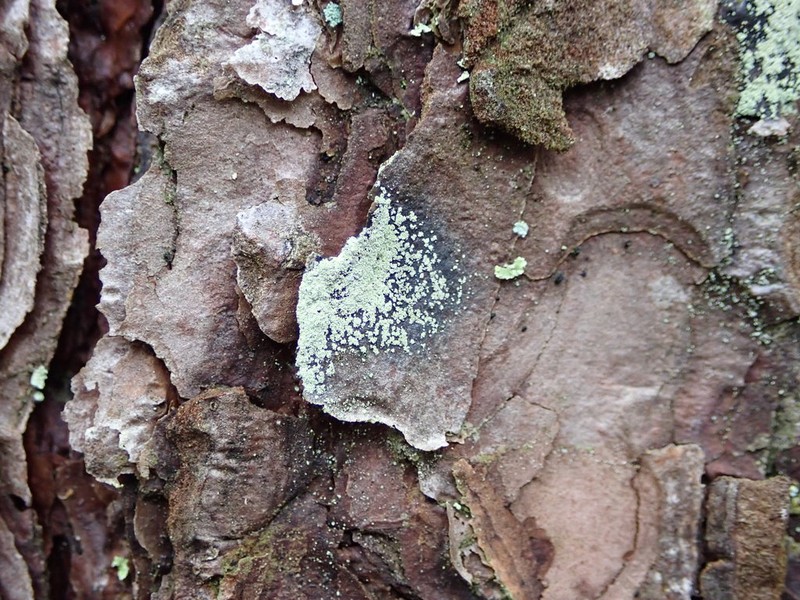Nylander's Lecidea Lichen photo 2