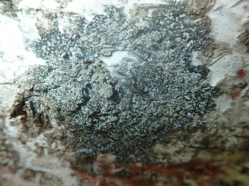 Nylander's Lecidea Lichen photo 3