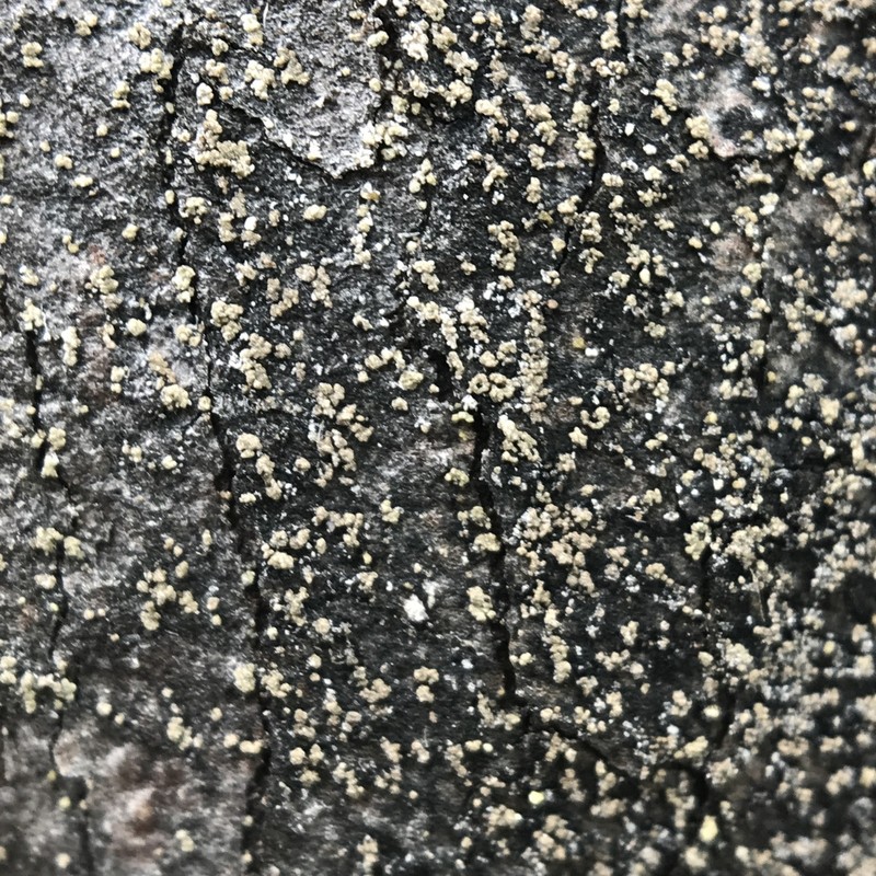 Nylander's Lecidea Lichen photo 4