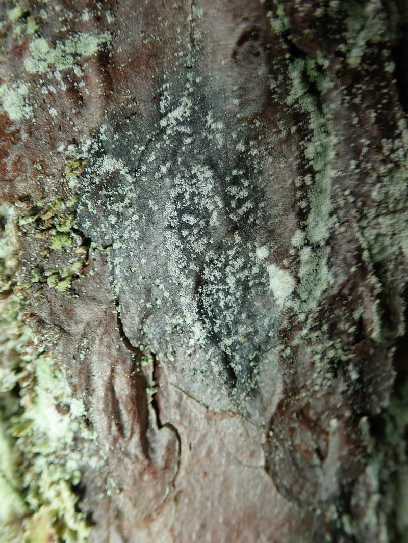 Nylander's Lecidea Lichen photo 5