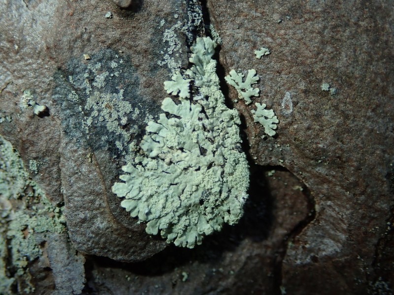 Nylander's Lecidea Lichen photo 6