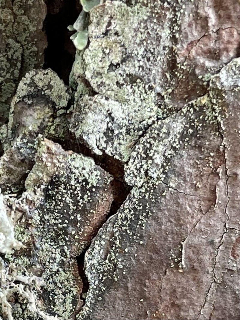 Nylander's Lecidea Lichen photo 7