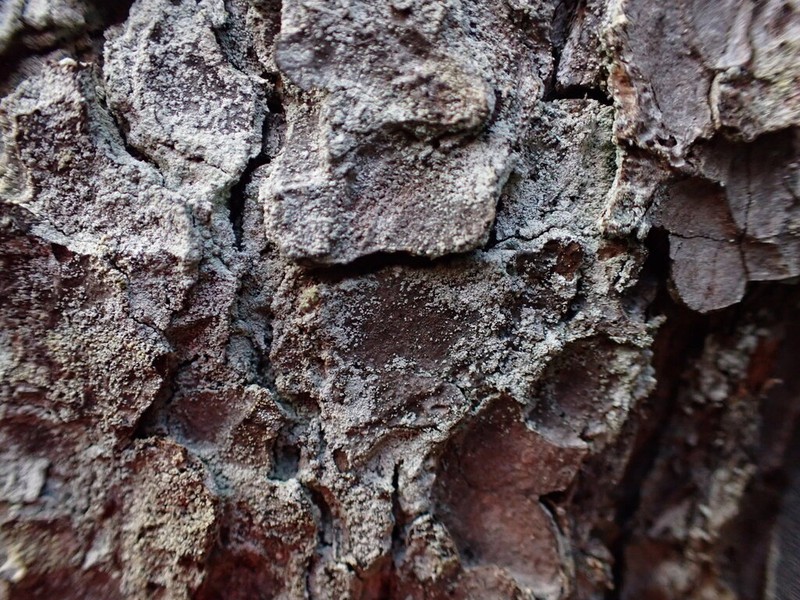 Nylander's Lecidea Lichen photo 8