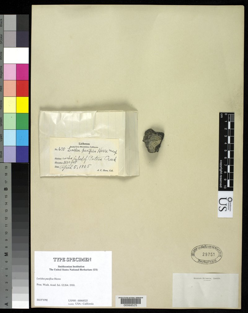 Pacific Lecidea Lichen