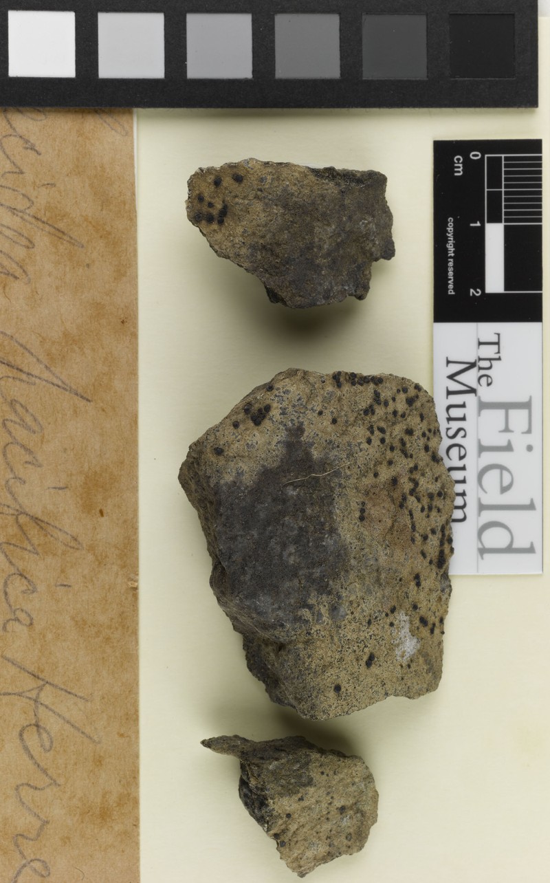 Pacific Lecidea Lichen