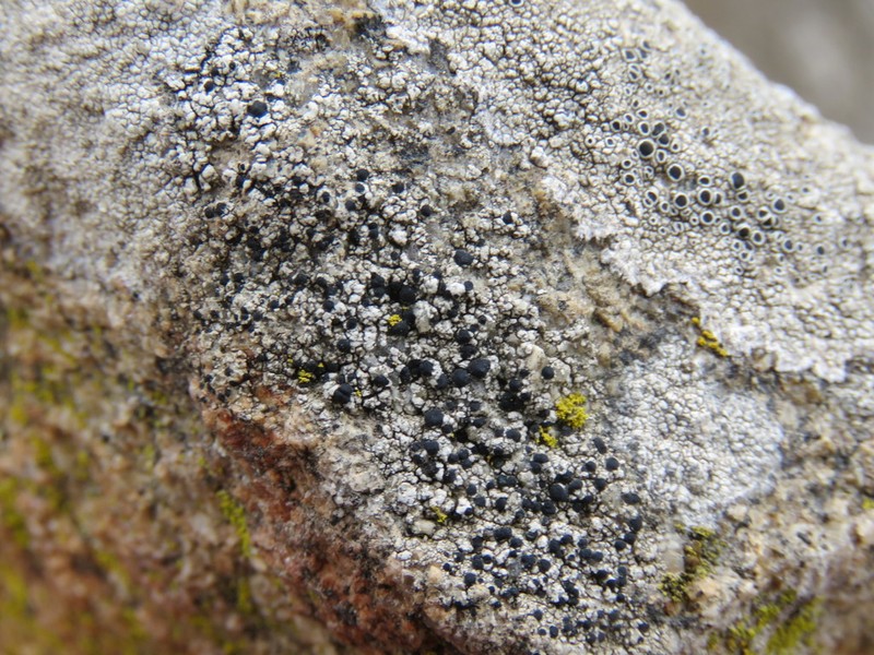 Lecidea Lichen