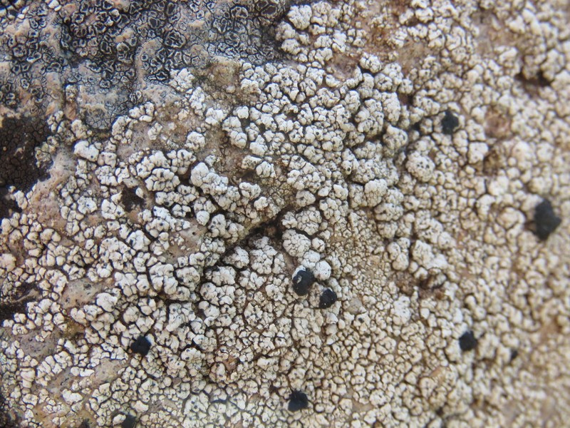 Lecidea Lichen photo 2