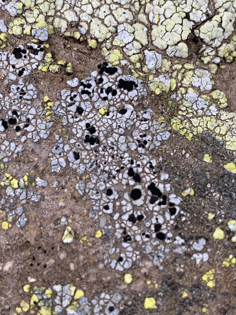 Lecidea Lichen photo 3