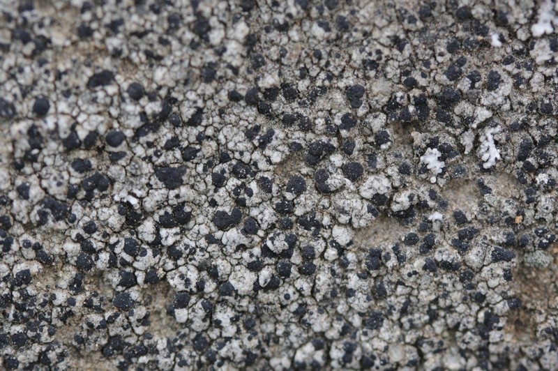 Lecidea Lichen photo 4