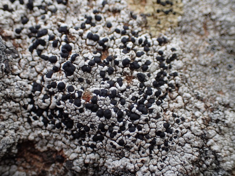 Lecidea Lichen photo 5