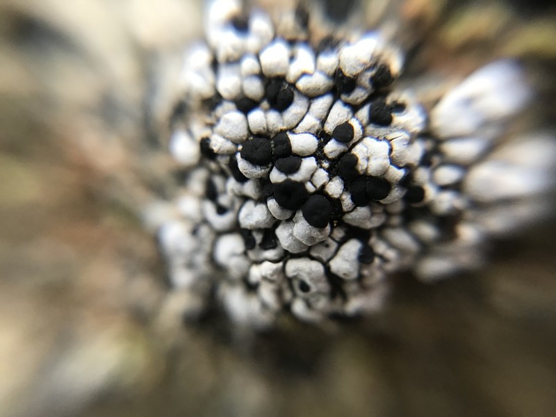 Lecidea Lichen photo 6