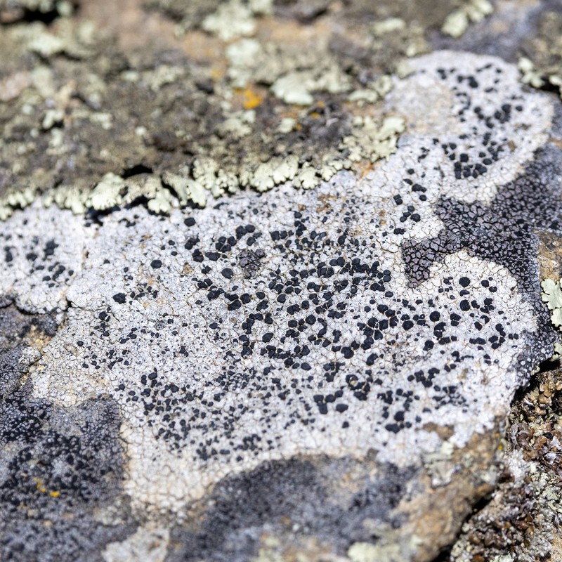 Lecidea Lichen photo 7
