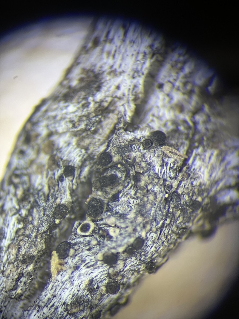 Lecidea Lichen