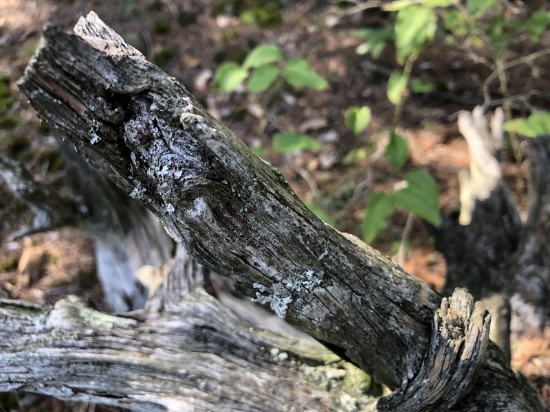 Lecidea Lichen photo 5
