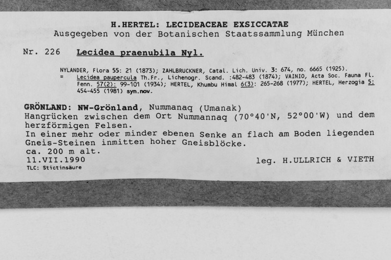 Lecidea praenubila photo 3