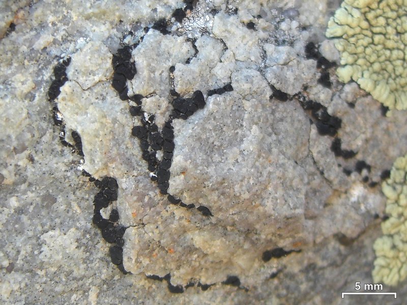 Lecidea Lichen
