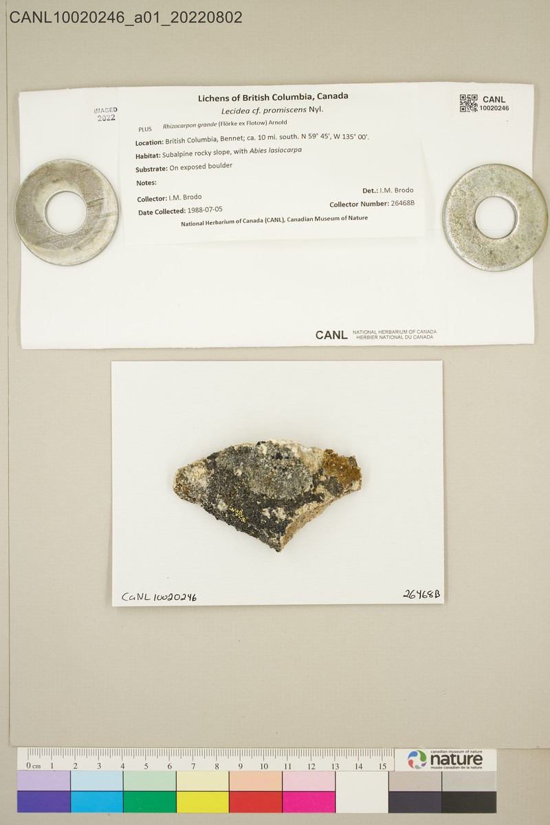 Lecidea Lichen