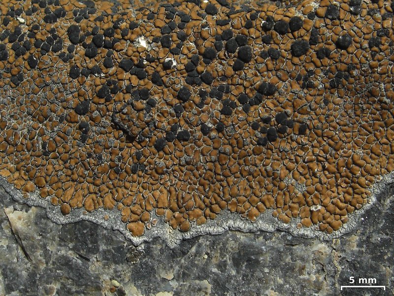 Lecidea Lichen