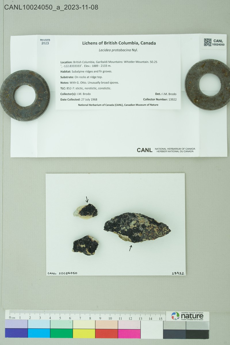 Lecidea Lichen