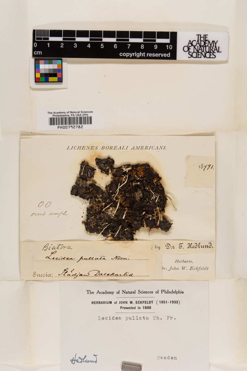 Lecidea Lichen