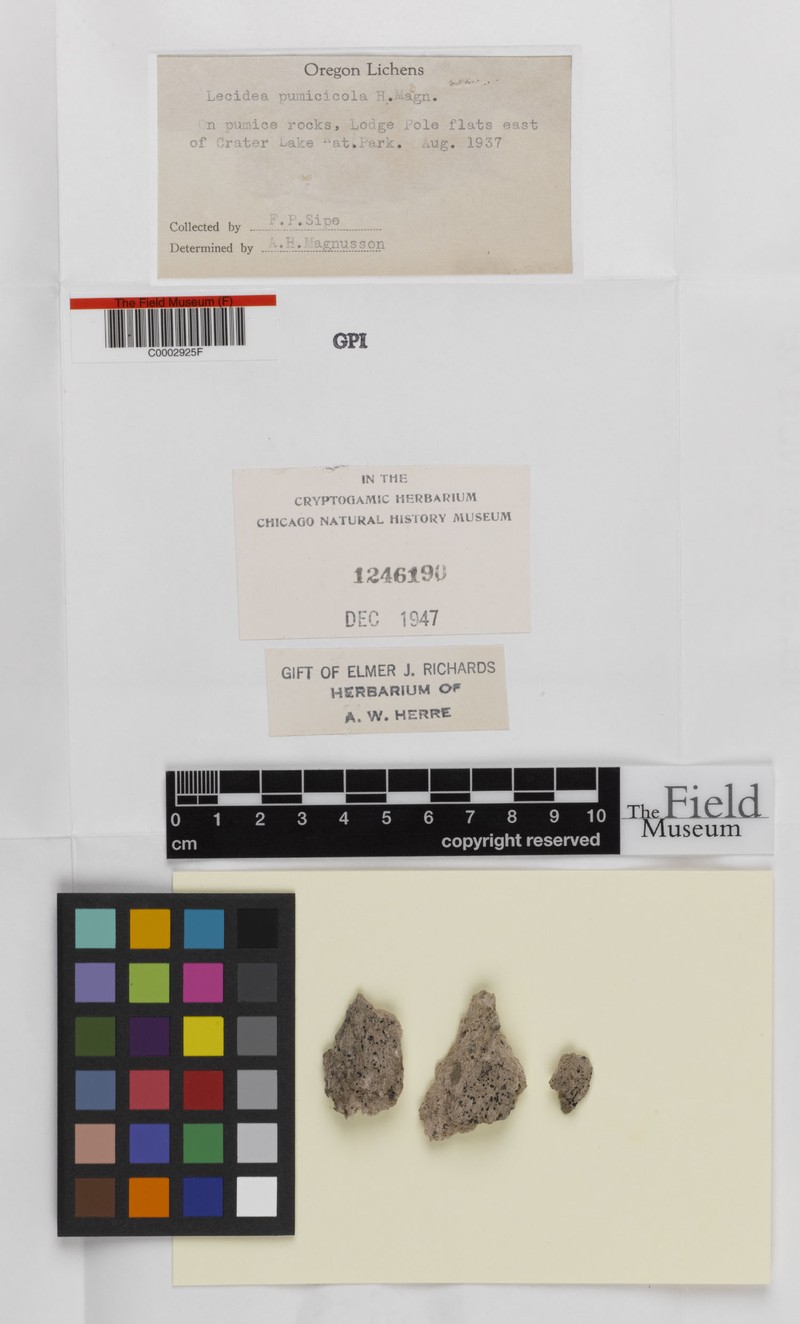 Lecidea Lichen