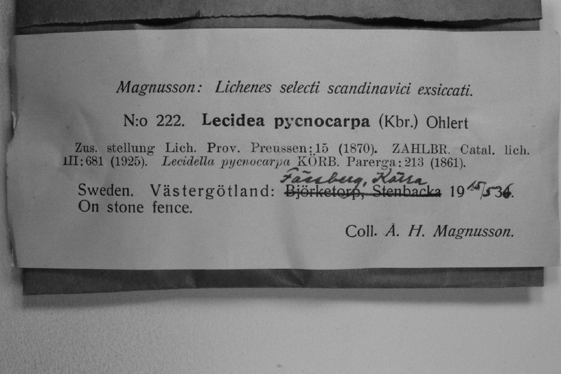 Lecidea Lichen photo 4