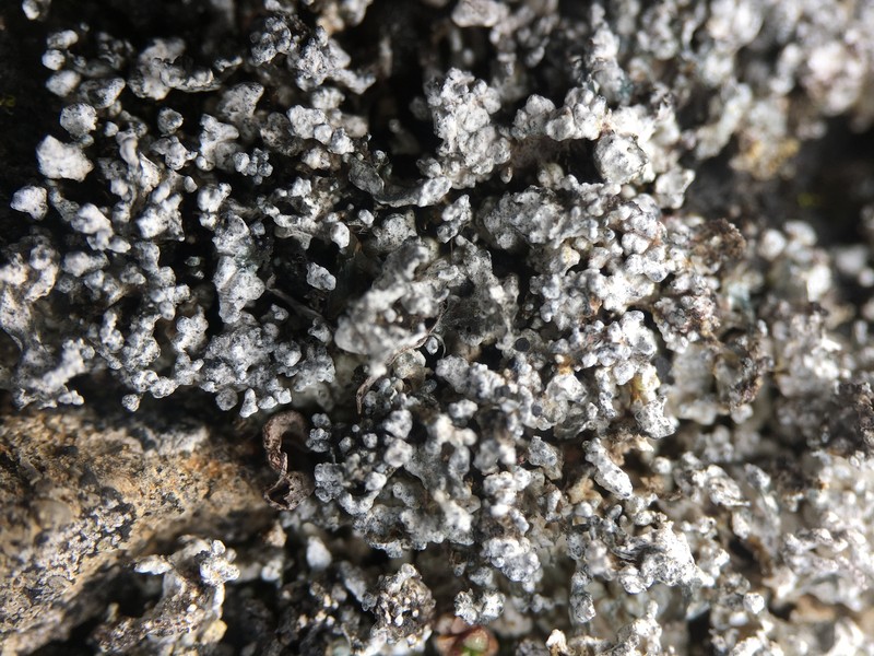 Lecidea Lichen photo 2