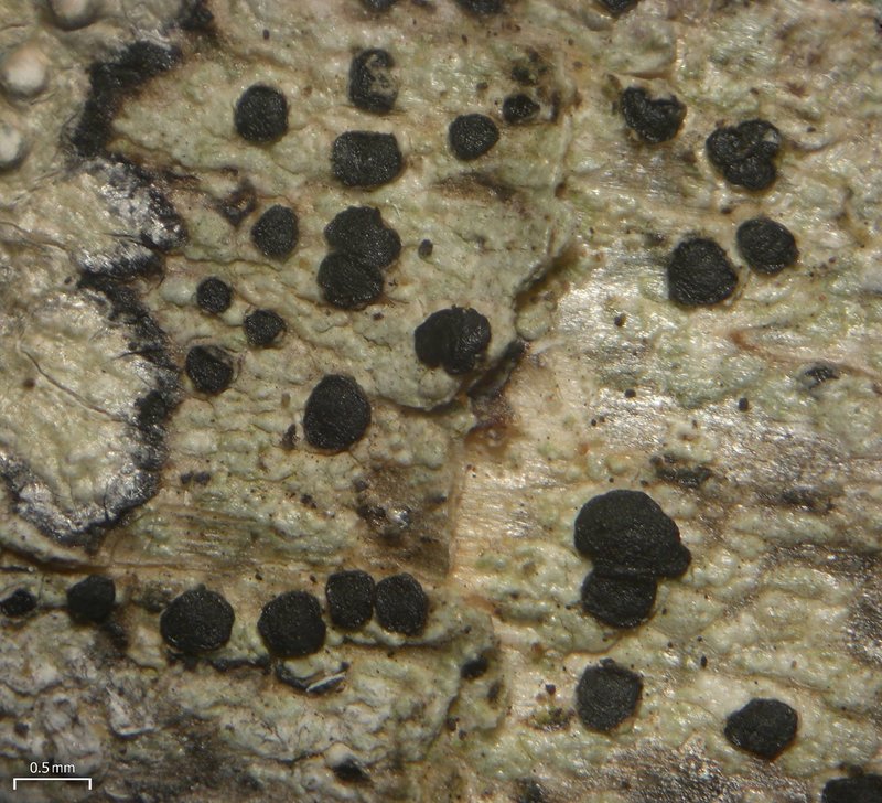 Lecidea roseotincta