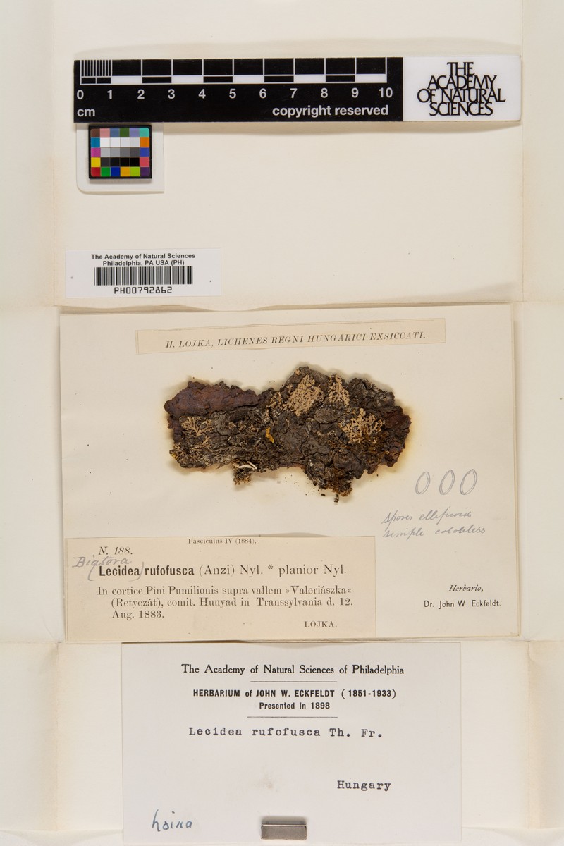 Lecidea Lichen