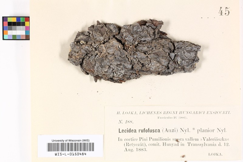 Lecidea Lichen photo 2