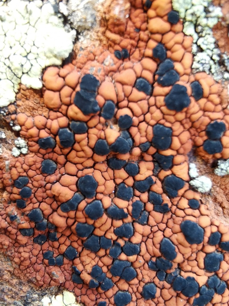 Lecidea Lichen