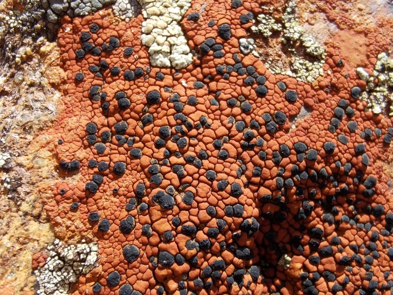 Lecidea Lichen photo 2