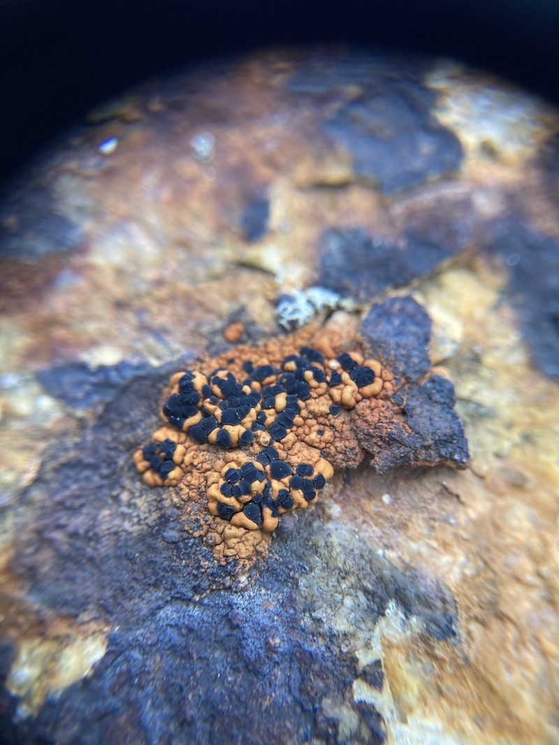 Lecidea Lichen photo 3