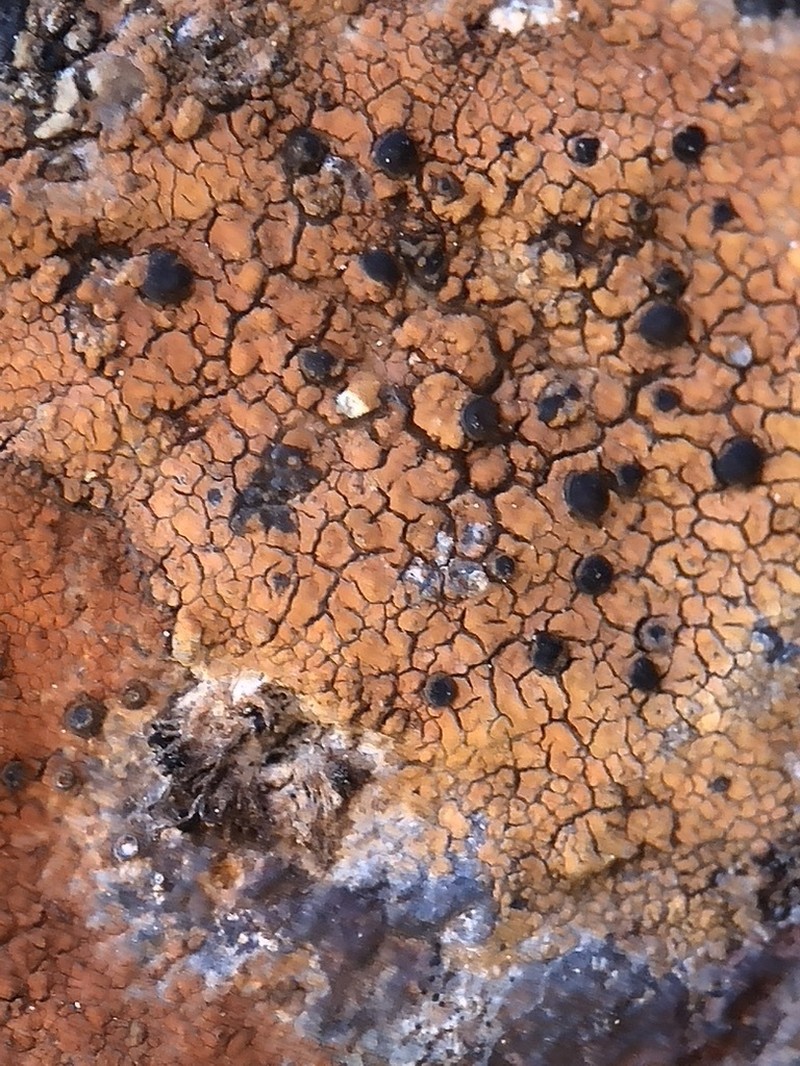Lecidea Lichen photo 4