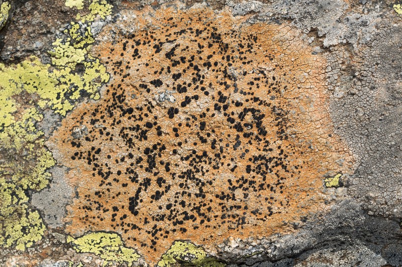 Lecidea Lichen photo 5
