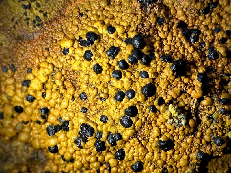 Lecidea Lichen photo 6