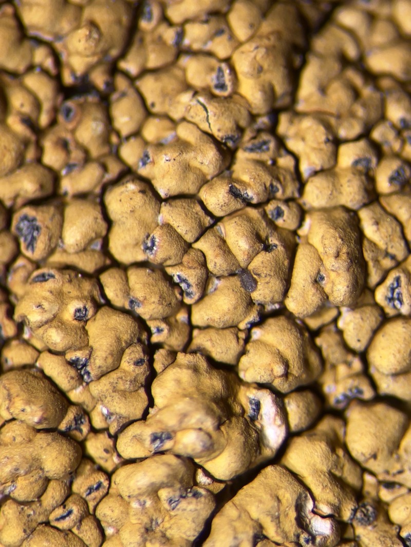 Lecidea Lichen photo 7